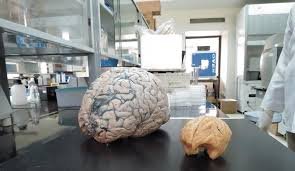 laboratories National Brain Research Centre in Gurugram