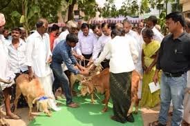 Programme  Sri Venkateswara Veterinary University in Tirupati